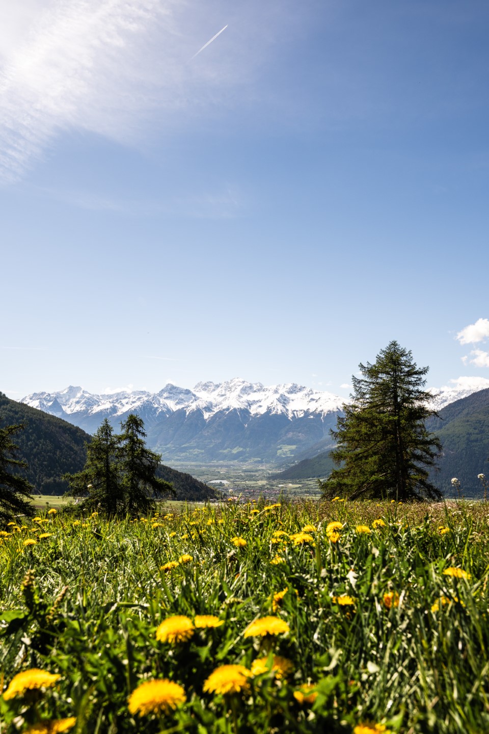 Geheimtipps Vinschgau - Blühende Almwiese und Bergpanorama