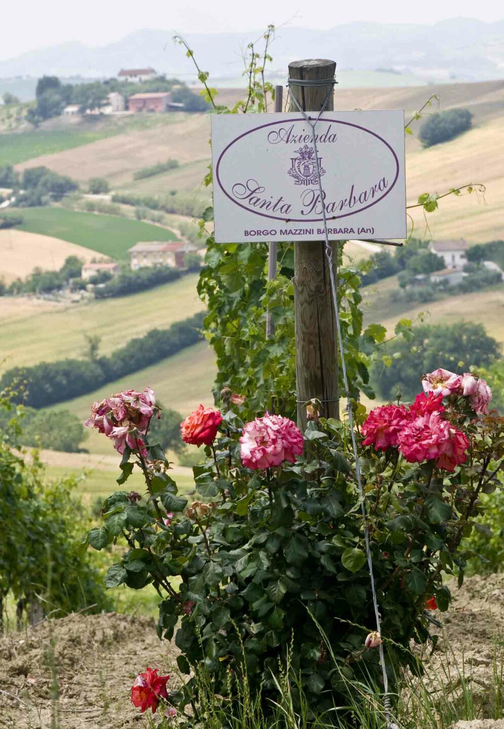 Verdicchio dei Castelli di Jesi - Santa Barbara