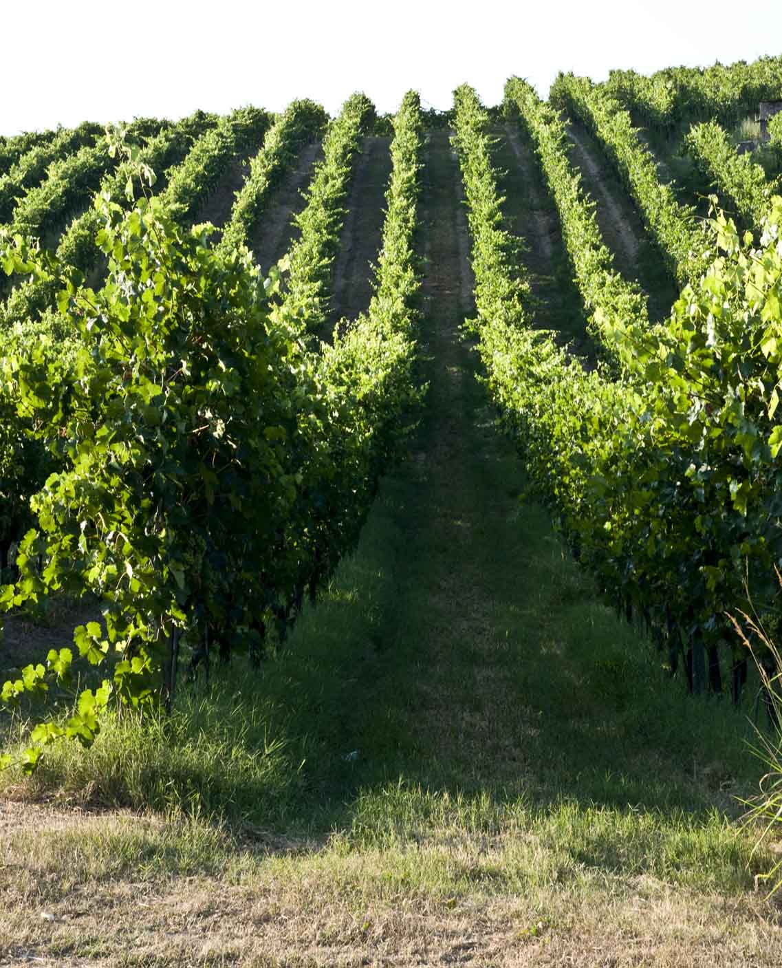 Verdicchio dei Castelli di Jesi - Santa Barbara