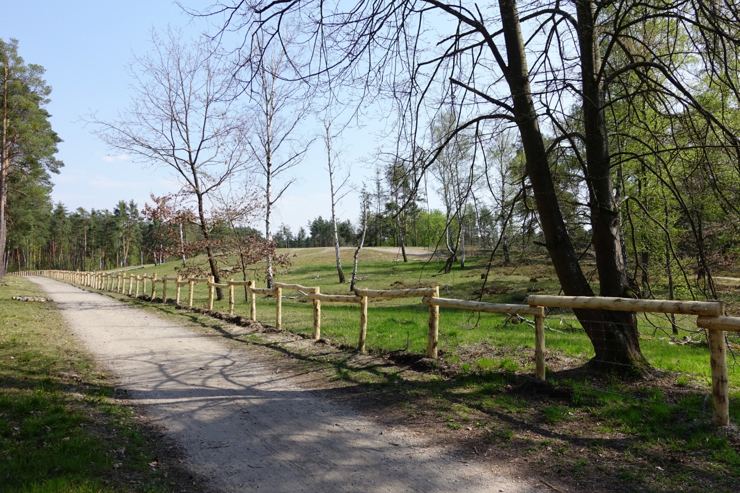 Binnendünen im Rheinauer Wald bei Hirschacker