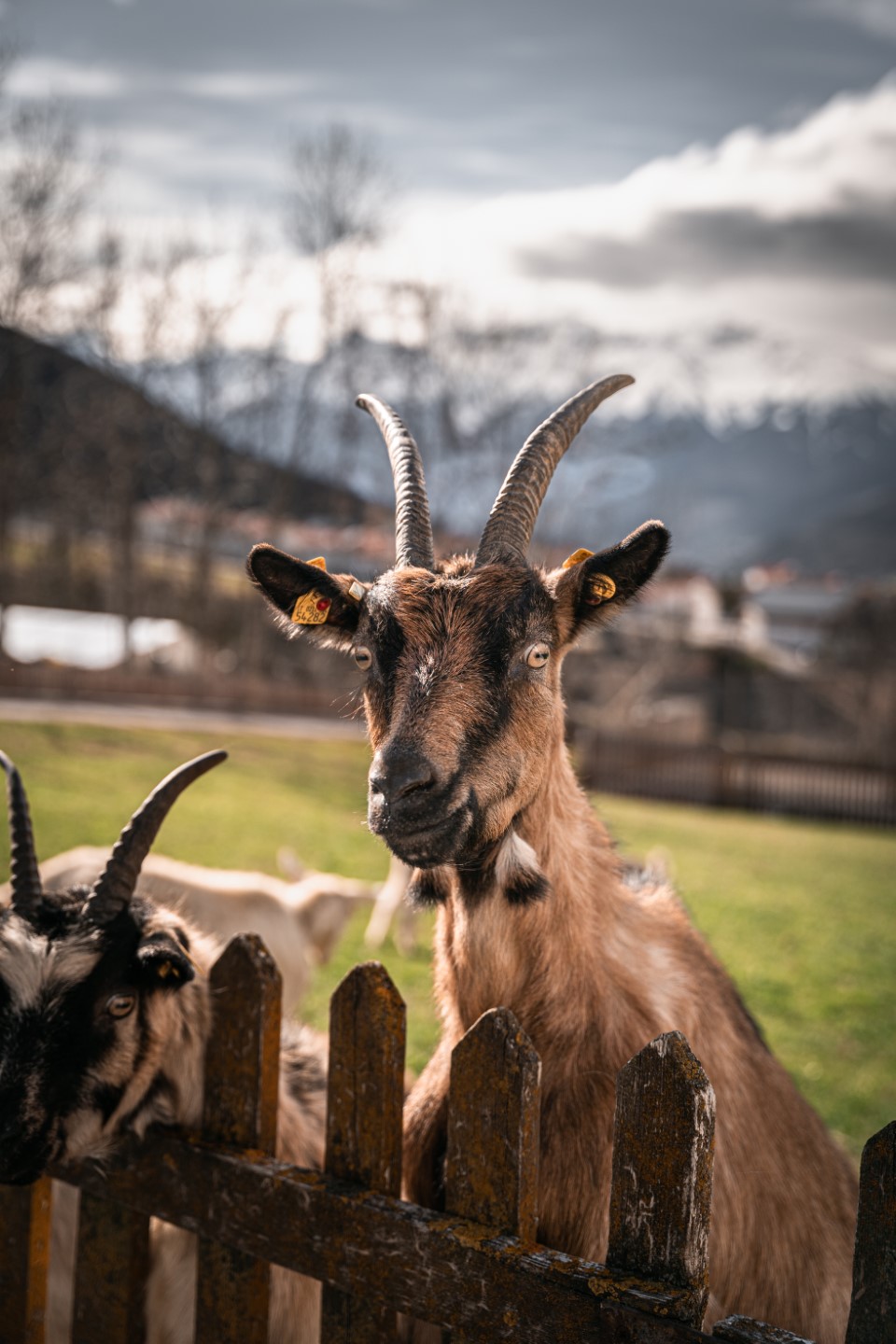 Ferienwohnung Vinschgau - Maraias Luxury Suites & Apartments - Miniesel