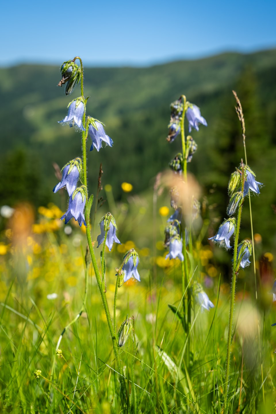 Großarltal Geheimtipps - Almwiese mit Blumen