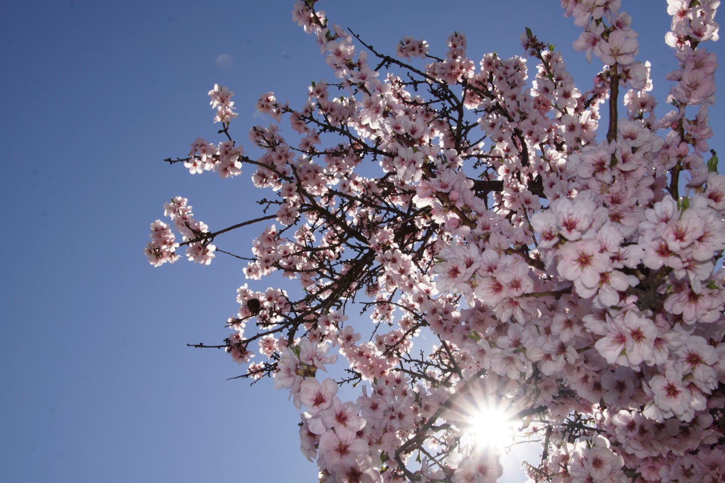 Mandelblüte mit Sonnenstrahlen vor blauem Himmel