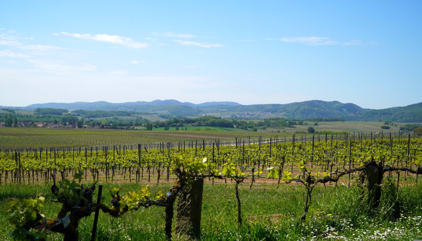 Panoramablick über die Weinregion Pfalz