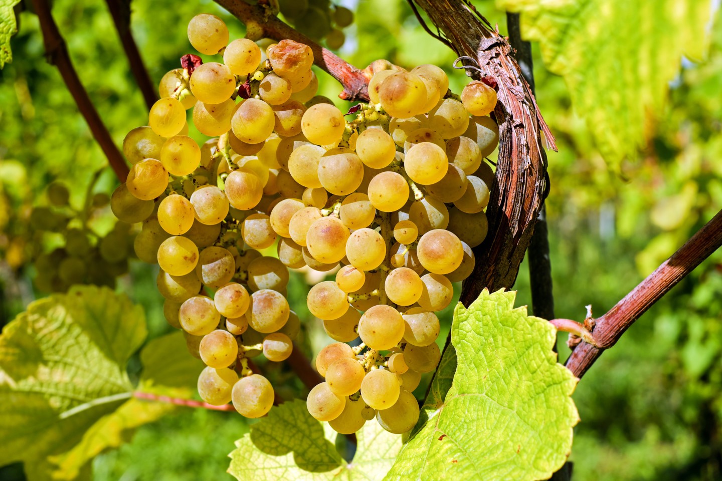 Reife Weissweintrauben im Weinberg