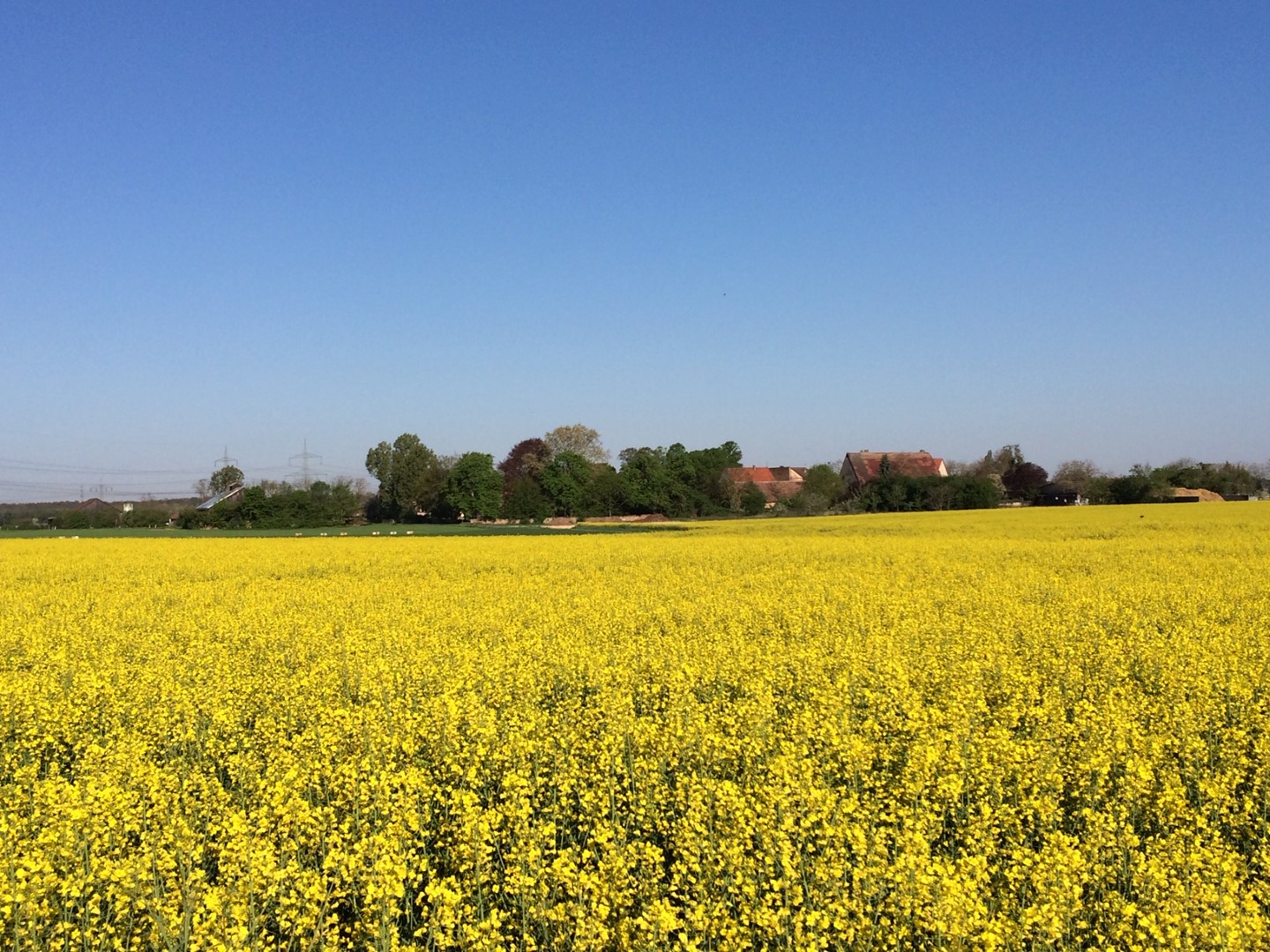 Schwetzingen Geheimtipps - Kurpfalz mit Rapsfeldern