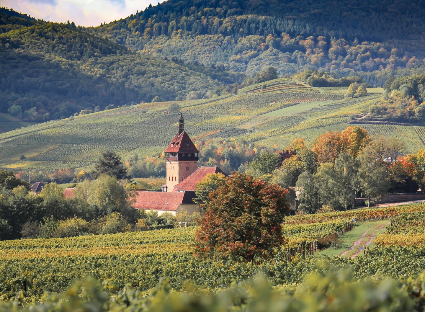 Weinberge in der Pfalz