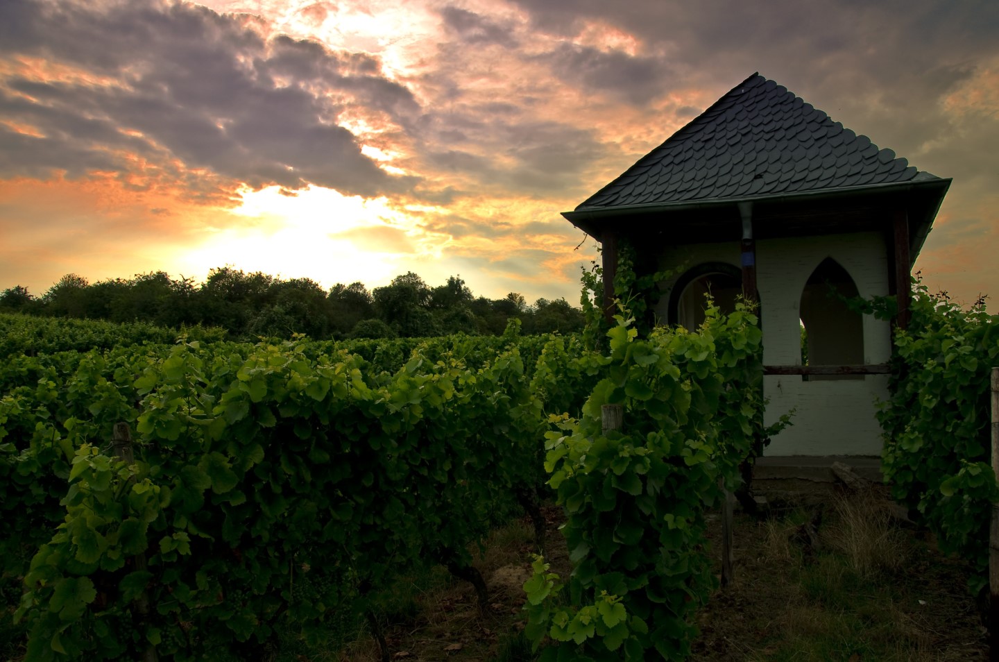 Weinbergshäuschen in der Pfalz